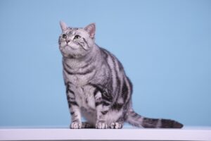 ショートパットを外す原因は何か？